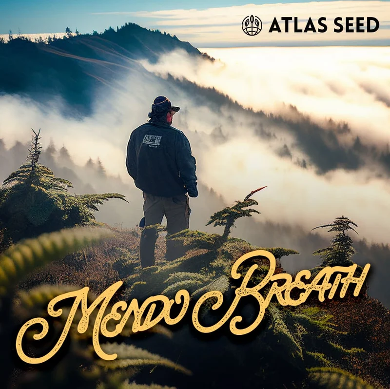 Mendo Breath by Atlas Seed