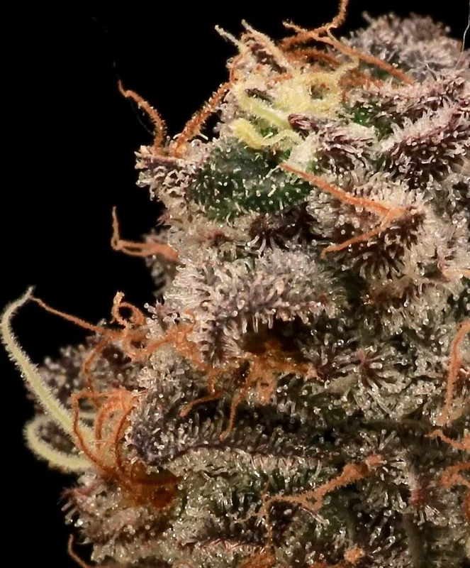 Sour Cherry Diesel van Atlas Seed