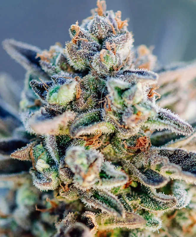 Top Gun by Atlas Seed