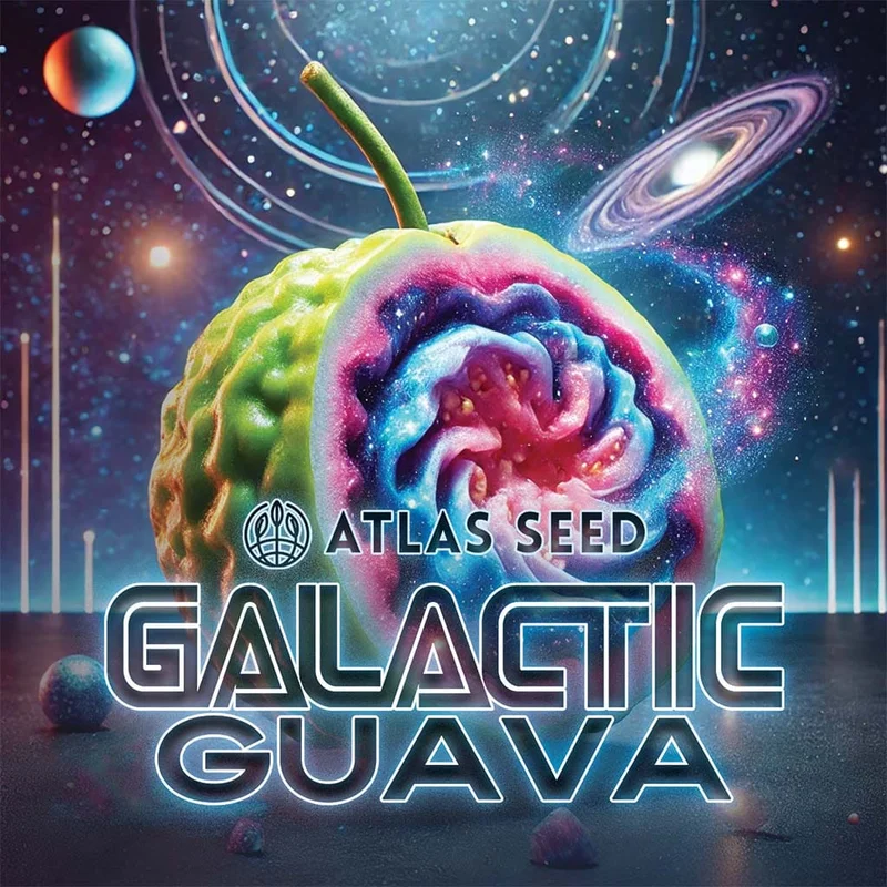 Galactic Guava by Atlas Seed
