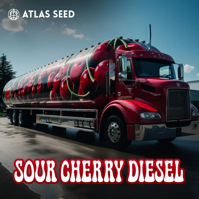 Sour Cherry Diesel van Atlas Seed