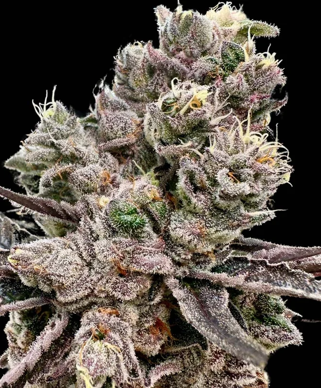 Platinum Green Apple Candy by Atlas Seed