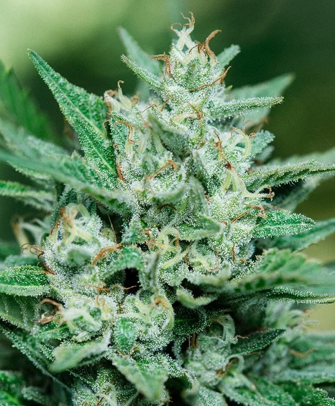 Papa Smurf by Atlas Seed