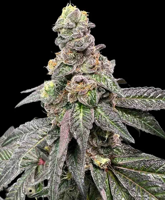 Banana Nut Bread by Atlas Seed