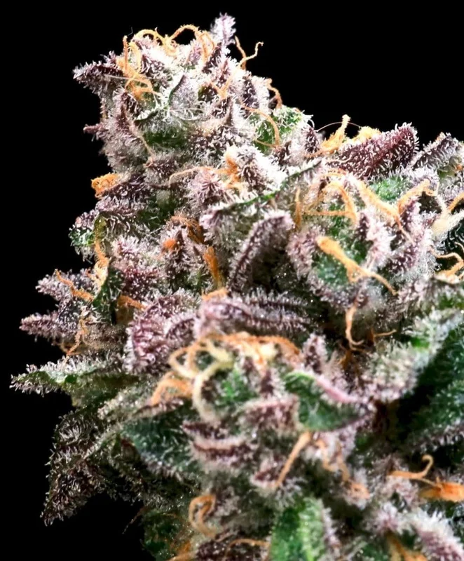 Crazy Train by Atlas Seed