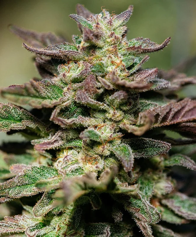 Dosidos by Atlas Seed