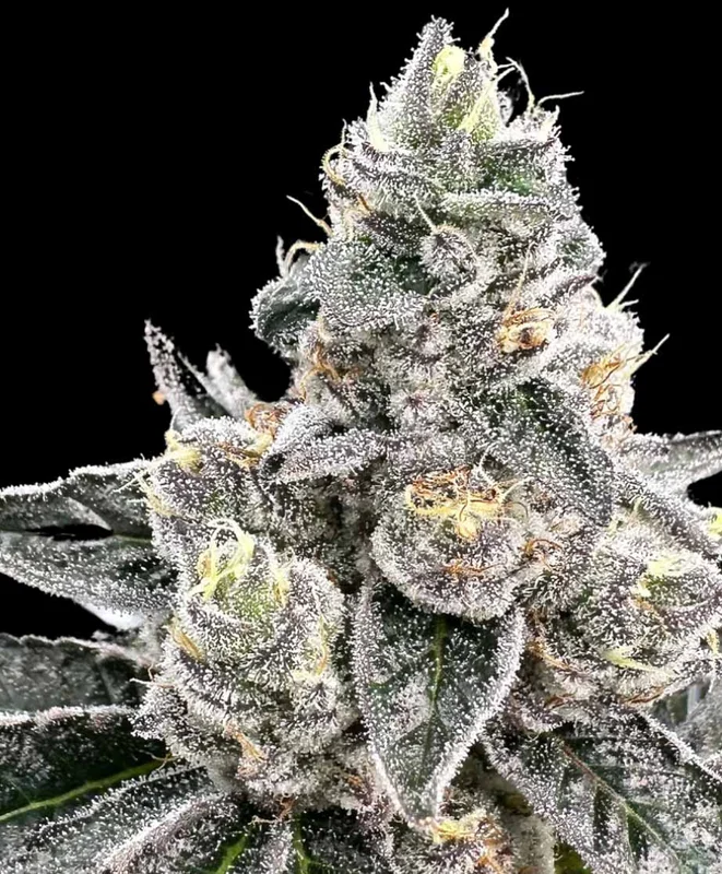 Platinum Runtz by Atlas Seed