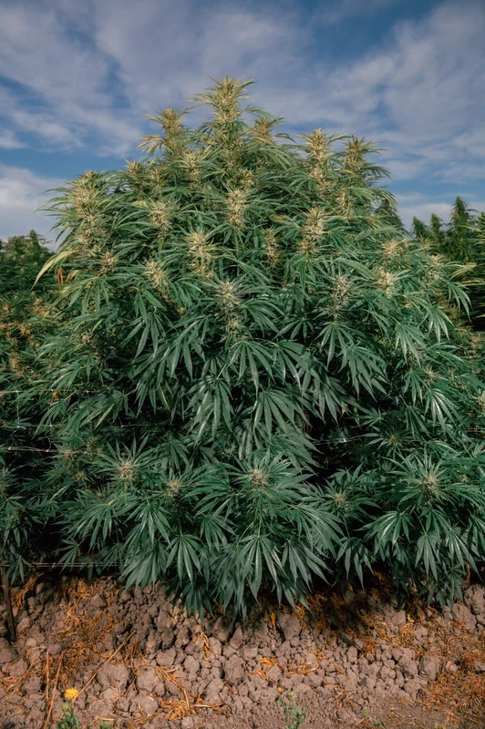 Blue Dream Full Term by Atlas Seed