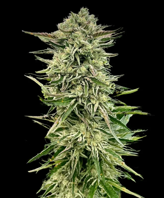 Gorilla Guava van Atlas Seed