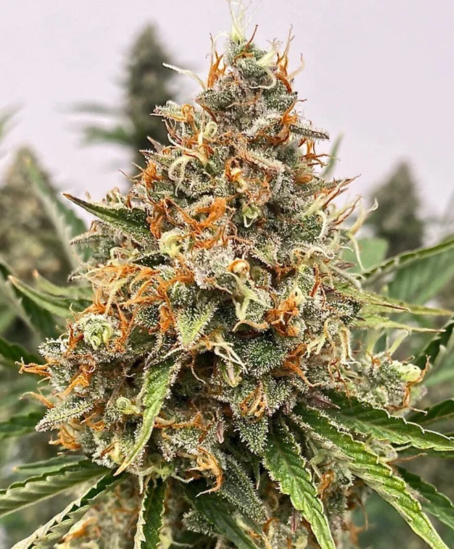 Banjerine by Atlas Seed