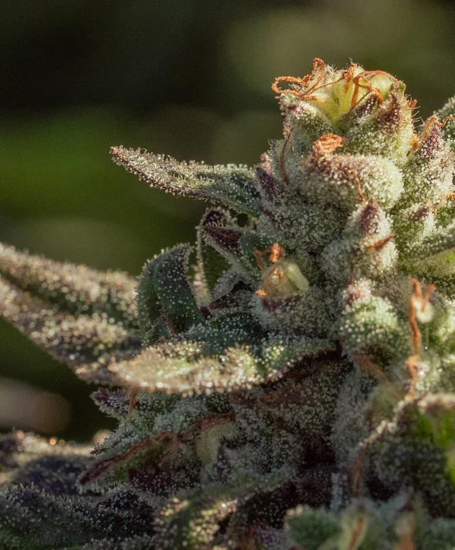Fuegisima by Atlas Seed
