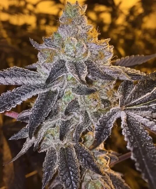 Gopher Glue van Atlas Seed