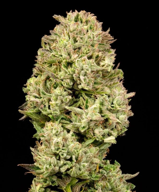 Pilot Light by Atlas Seed