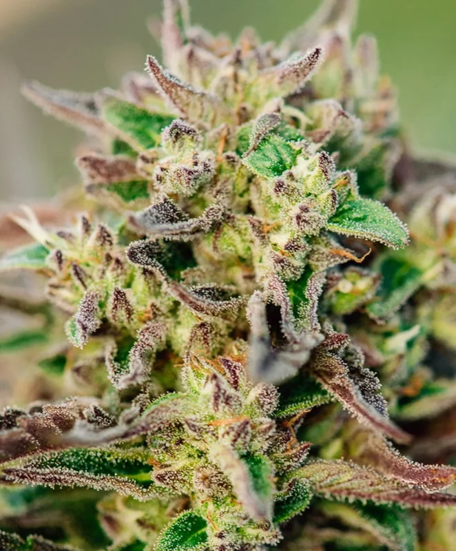 TriCross by Atlas Seed