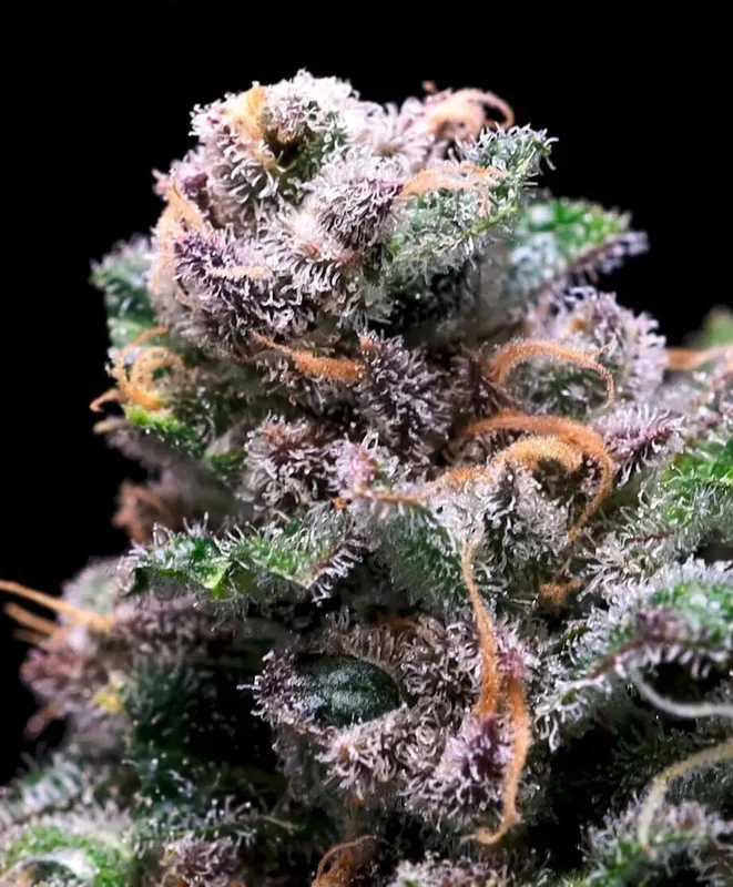 Tropical Cooler by Atlas Seed