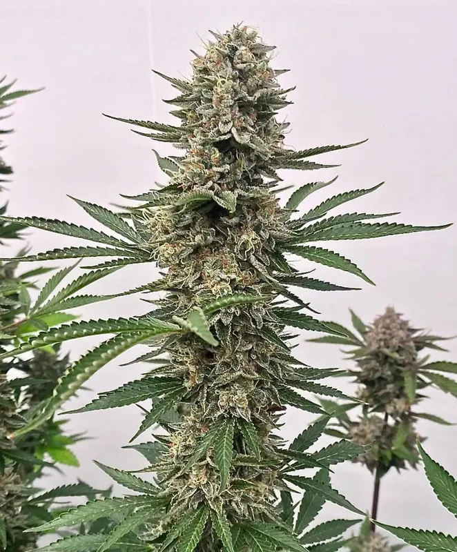 Space Panda by Atlas Seed