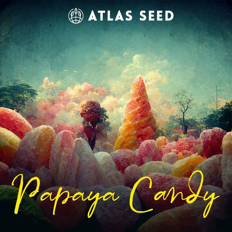 Papaya Candy by Atlas Seed