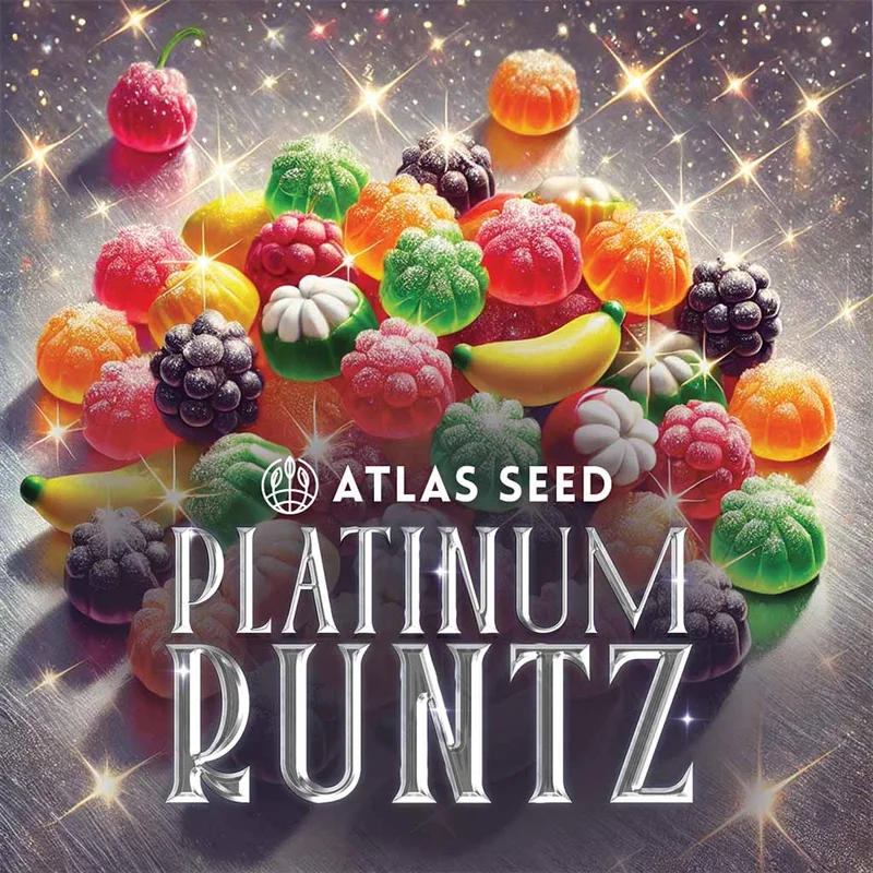 Platinum Runtz by Atlas Seed