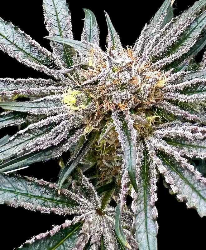 Platinum Zoap by Atlas Seed