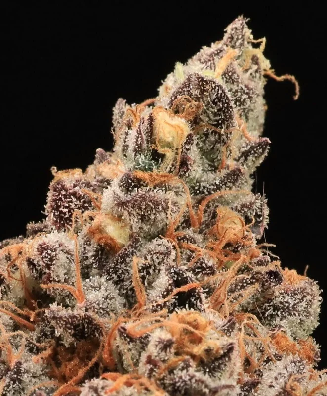The Pandalorian by Atlas Seed