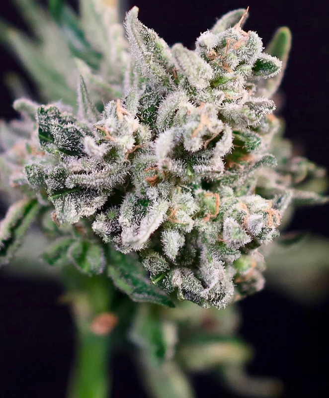 GMO Bomb by Atlas Seed