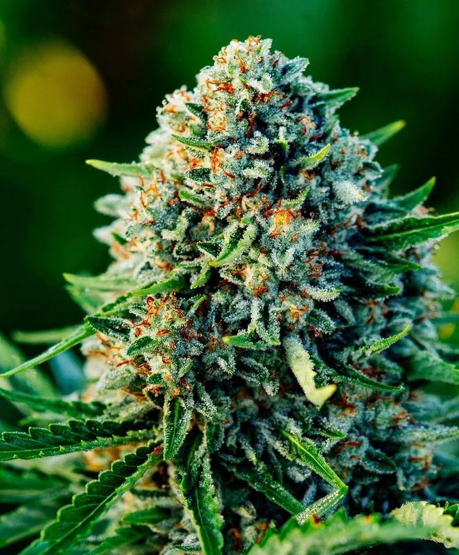 Gummibears van Atlas Seed