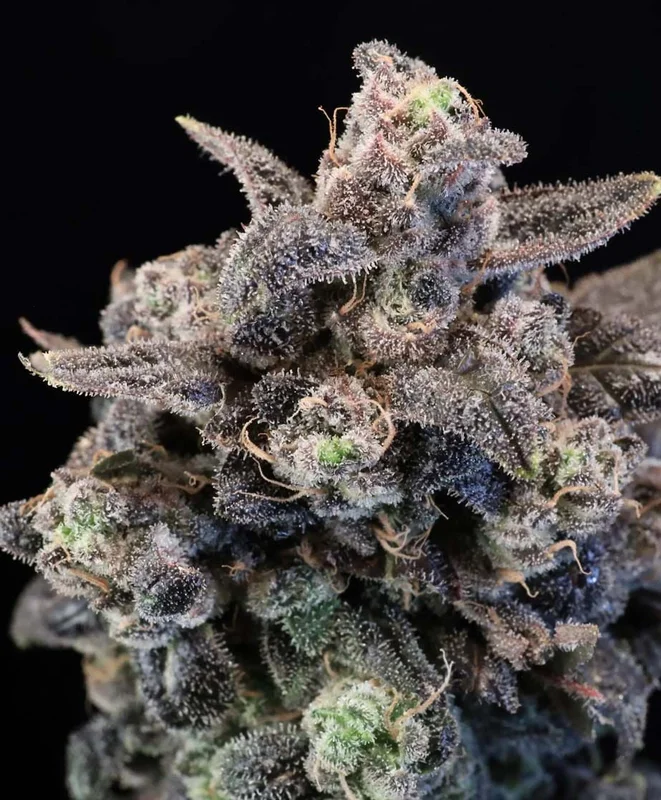 Unicorn Glitter by Atlas Seed