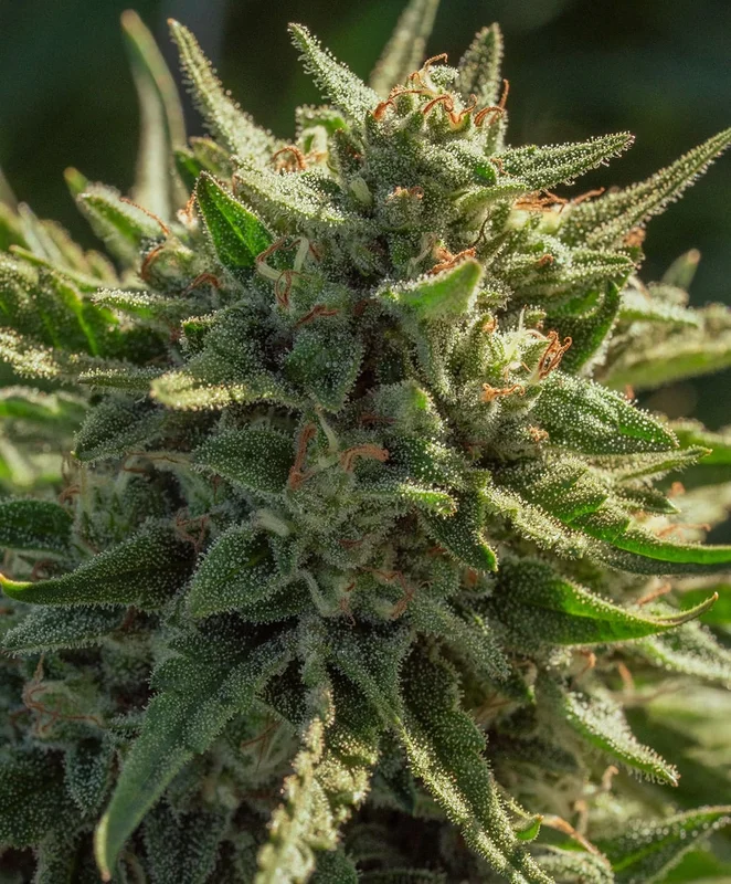Cheetah Fat by Atlas Seed