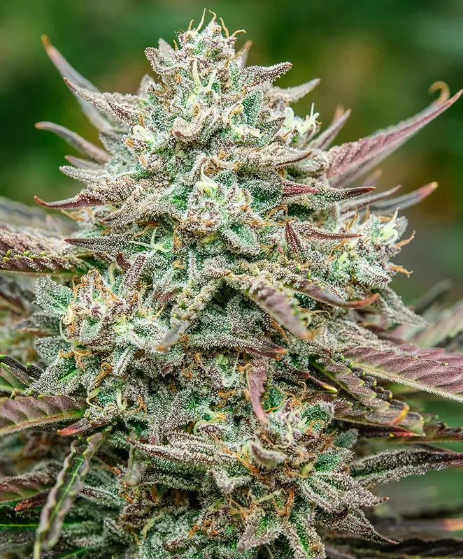Face Fat van Atlas Seed