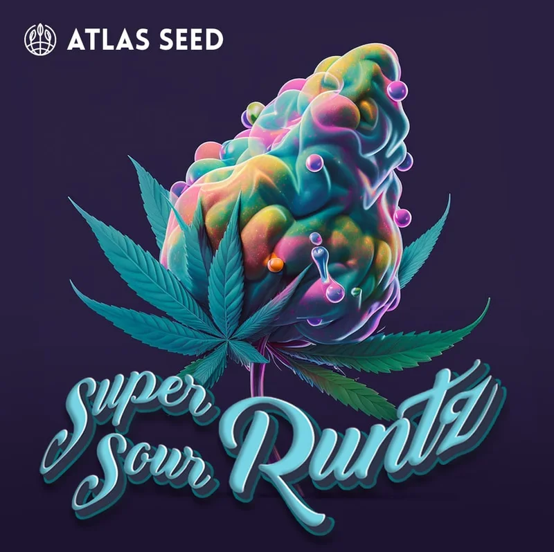 Super Sour Runtz by Atlas Seed