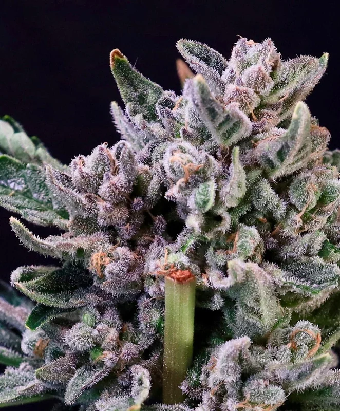 Gelato 41 van Atlas Seed