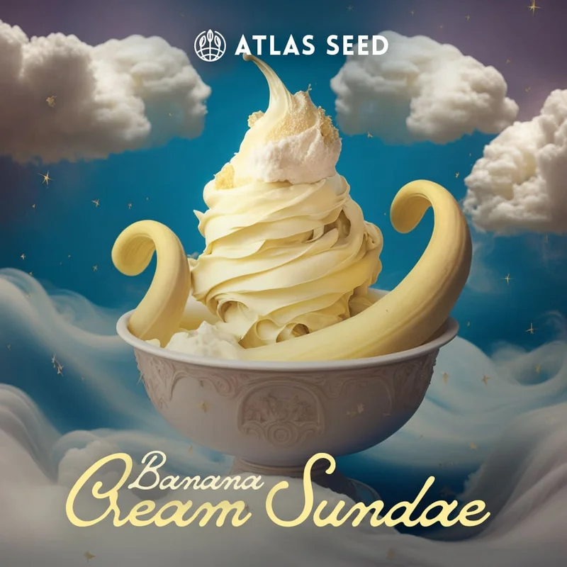 Banana Cream Sundae van Atlas Seed