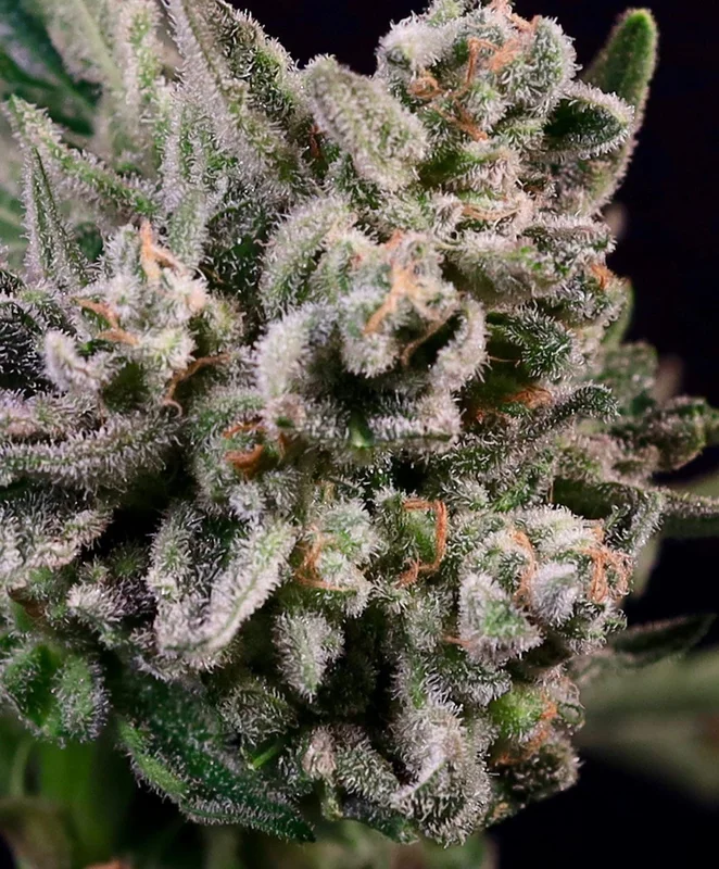 Peanut Butter Breath by Atlas Seed