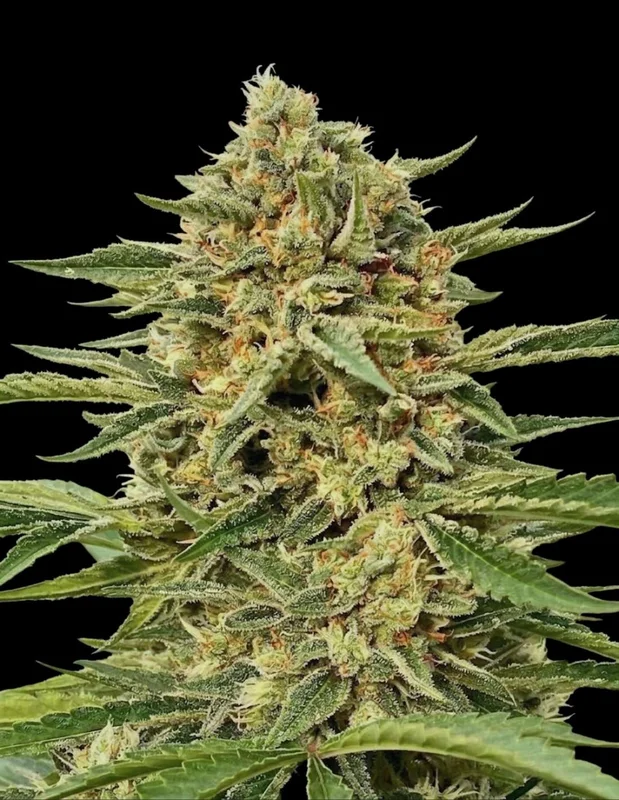 Blue Dream van Atlas Seed