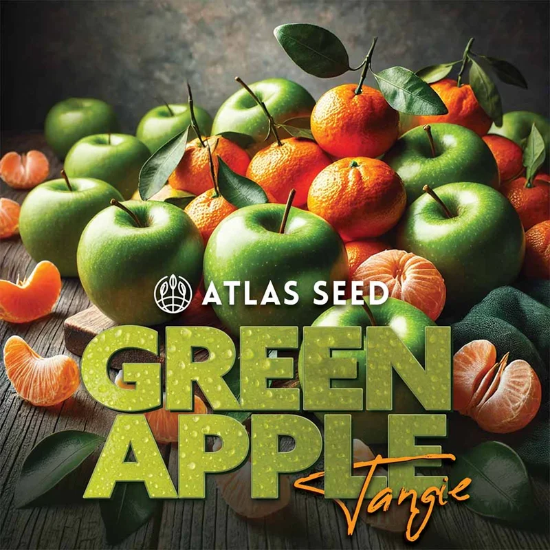 Green Apple Tangie by Atlas Seed