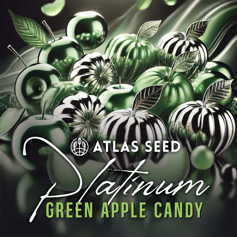 Platinum Green Apple Candy by Atlas Seed