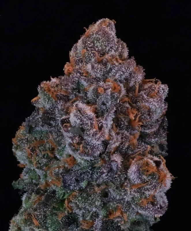 Green Apple Candy van Atlas Seed