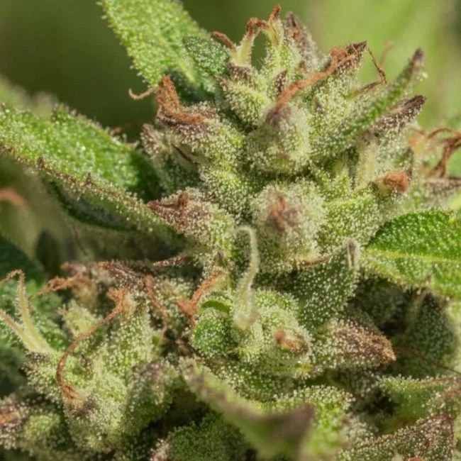 Purple Punch van Atlas Seed