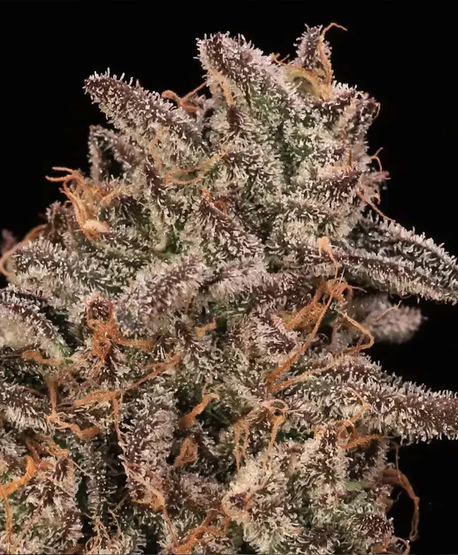 Banana Cream Sundae van Atlas Seed