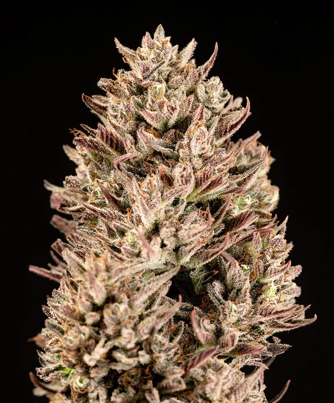 GMO van Atlas Seed