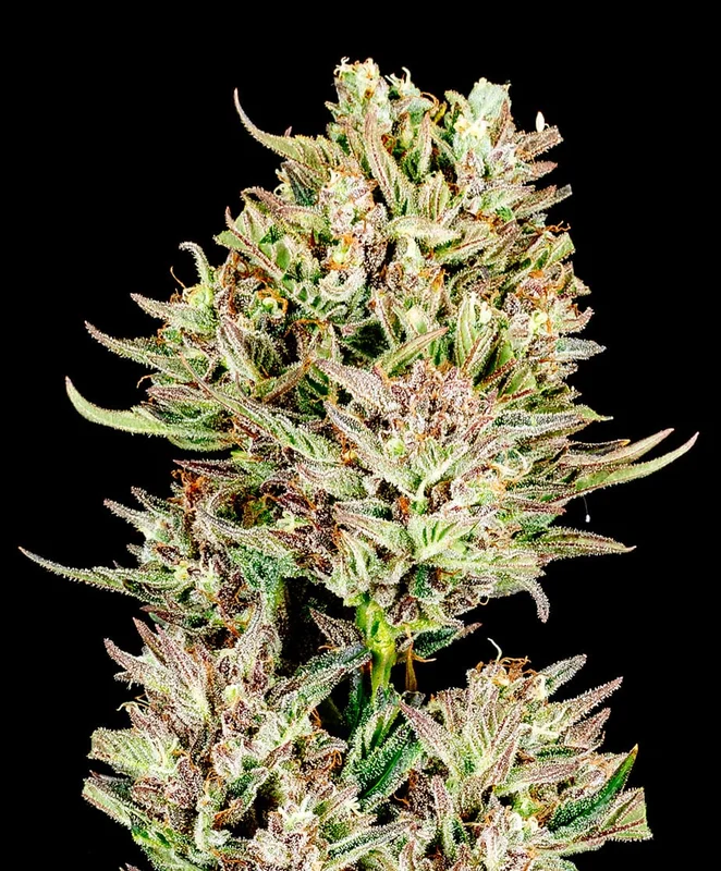 Garlic Jam van Atlas Seed
