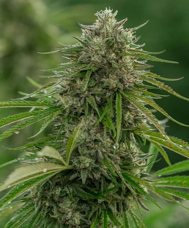 Papaya Candy by Atlas Seed