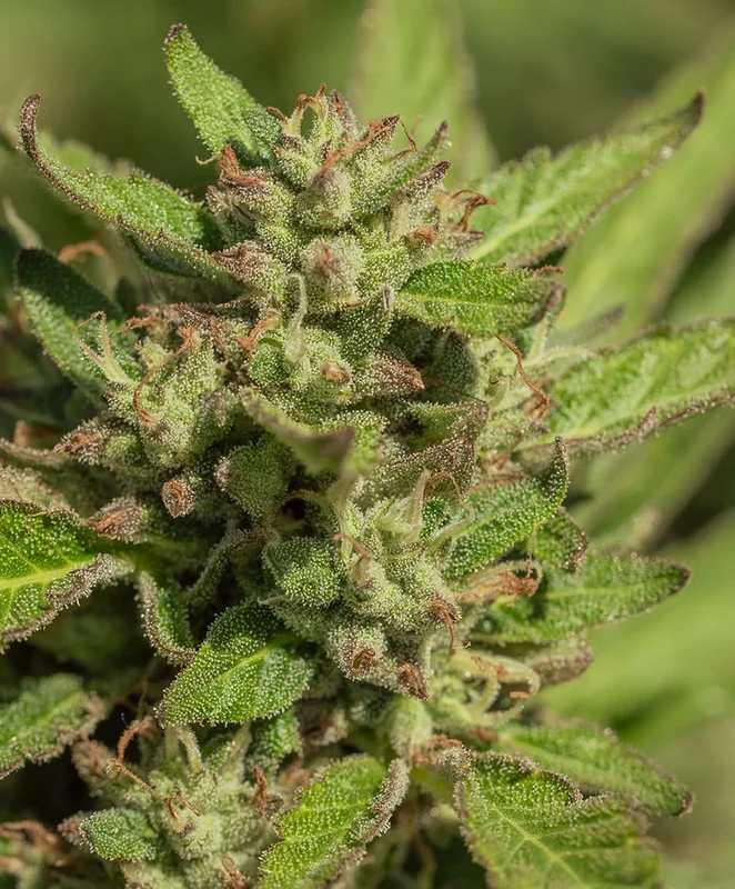 Mendo Breath by Atlas Seed