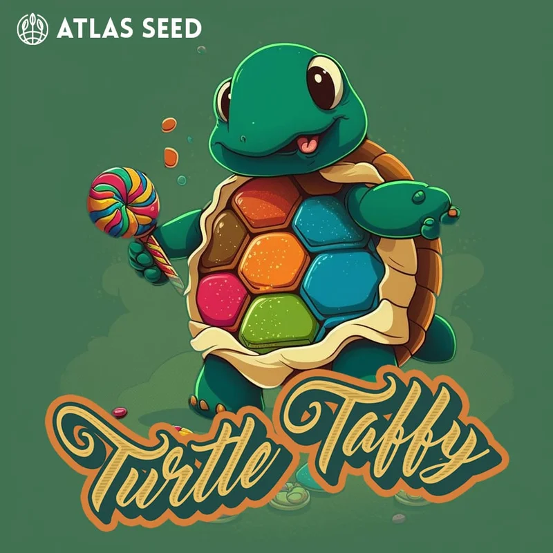 Turtle Taffy van Atlas Seed
