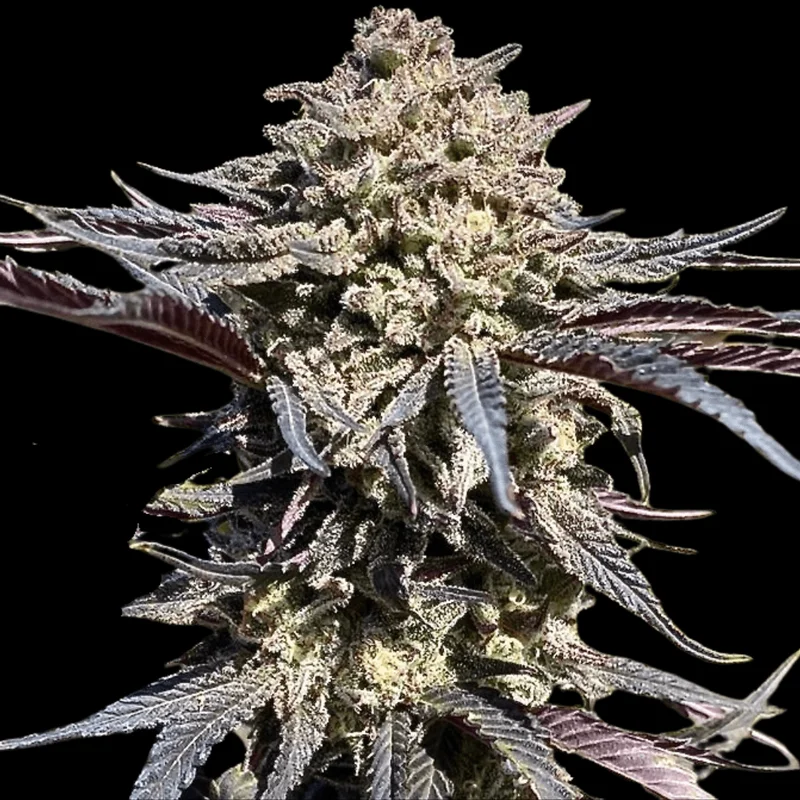 Super Banana Runtz van Atlas Seed