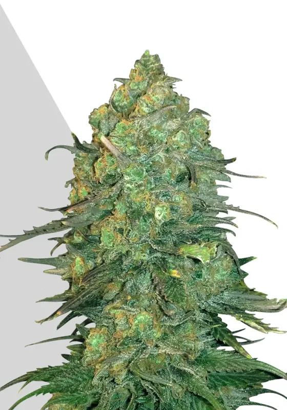 Durban Poison van Auto Seeds