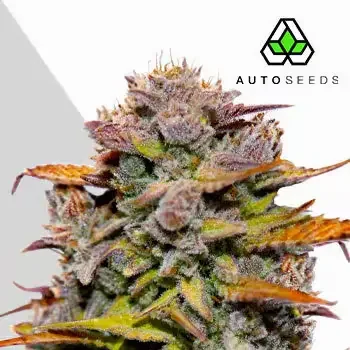 Fat Bastard van Auto Seeds