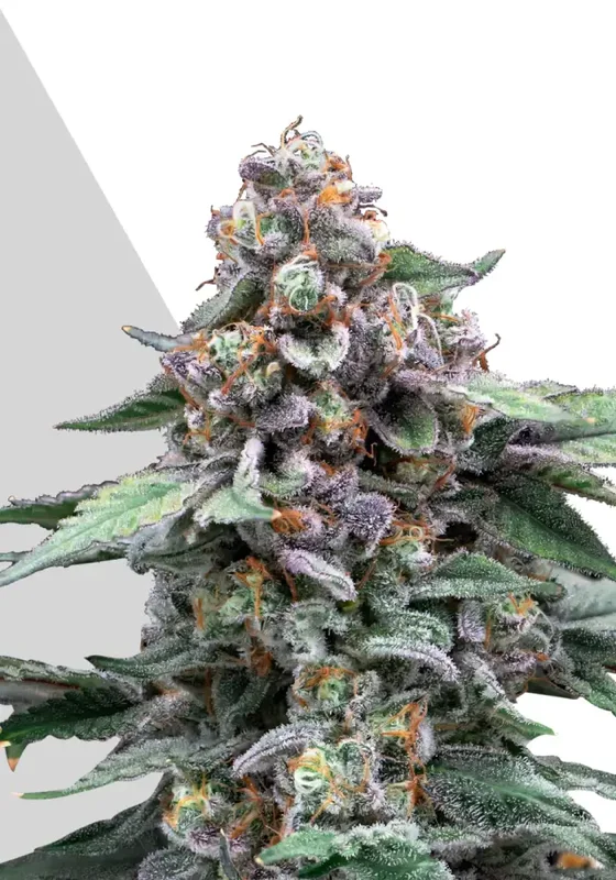 Runtz van Auto Seeds