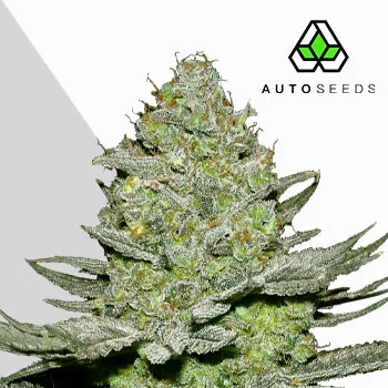 Sour Diesel van Auto Seeds