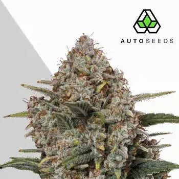 Gorilla Cookies van Auto Seeds